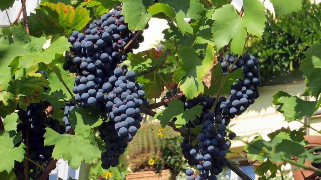 Weintrauben vor der Verarbeitung. Hier sind sie noch garantiert vegan. Bild: pixabay.com